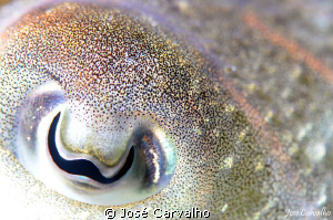 Cuttlefish eye - no crop. Nikkor 105mm, 1/60, f9, ISO 200. by José Carvalho 